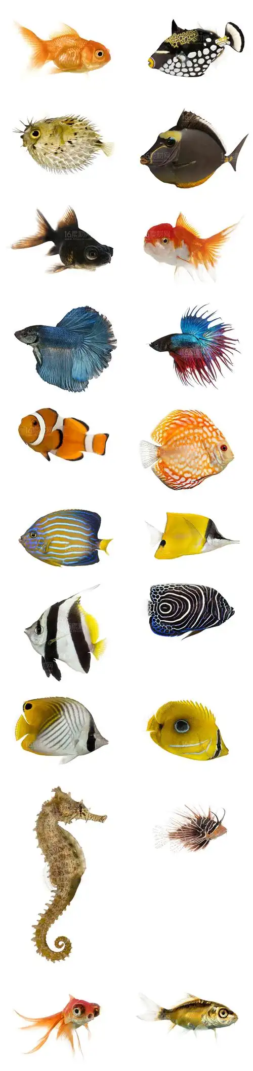 20种海洋生物高清图片