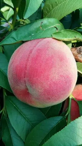 阿布白毛桃上市啦,快来订购