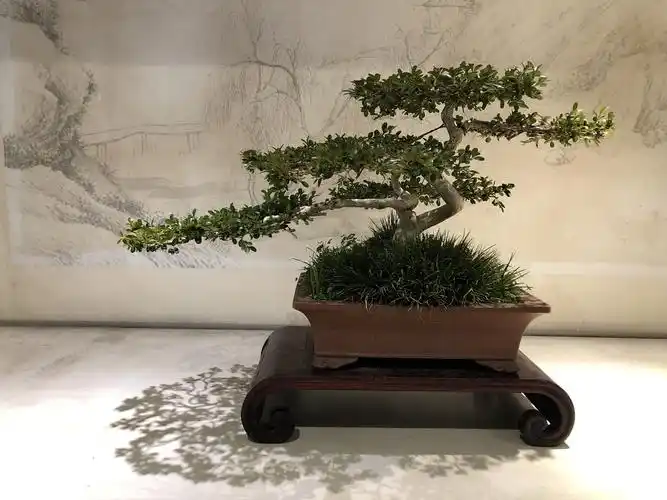 以少胜多,以小见大——扬派盆景博物馆