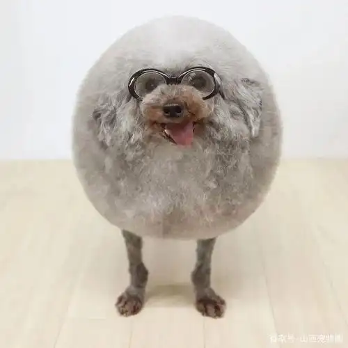 贵宾犬今年的最流行发型,快给自家狗子扮起来!