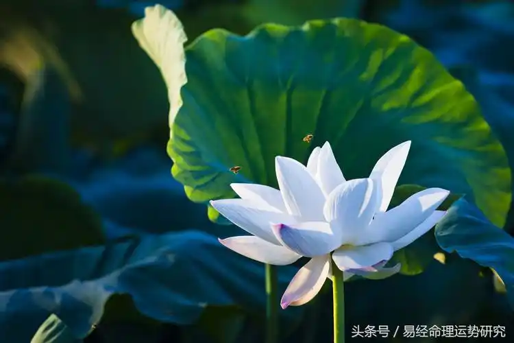 莲花受代表什么生肖-生肖吧