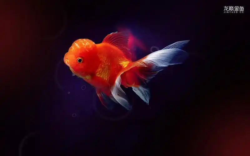 2015年8月份龙巅金鱼壁纸设计