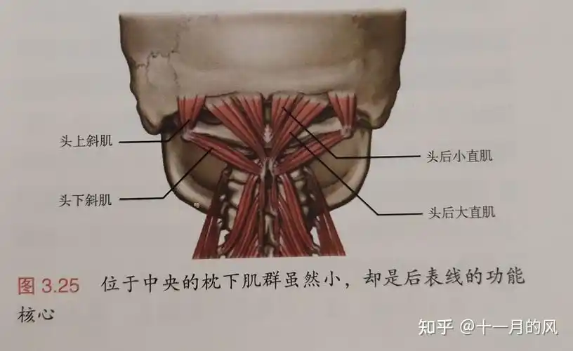 枕骨下肌群 - 知乎