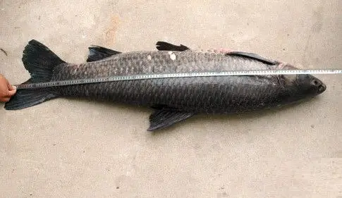 黑鲩(四大家鱼之一)