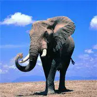 做头像大象图片