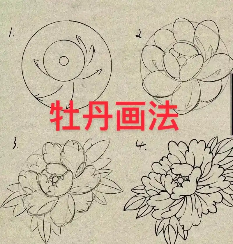 牡丹画法.分享网络实用手稿#零基础学画画 #收学员专教零基础 - 抖音