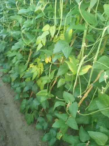 老师豆角叶发黄雨水大