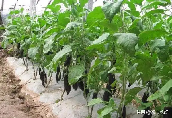 秋茄子种植方法及技术是怎样的?