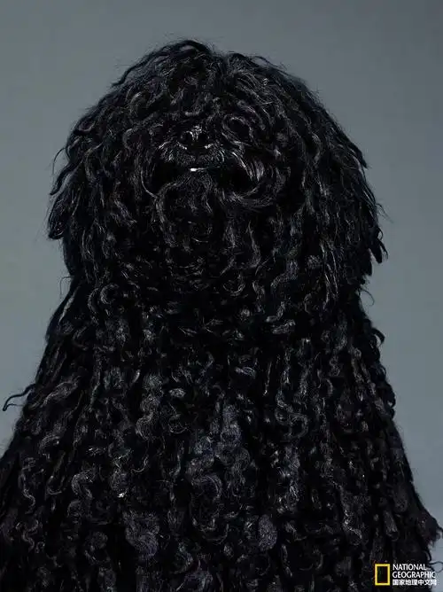 黑毛 黑毛波利犬