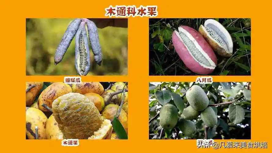 水果有什么1种水果名称大全