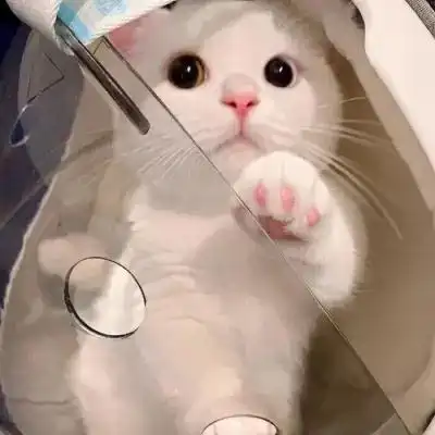 萌宠温柔的男女通用的猫咪头像_动物头像_美头网