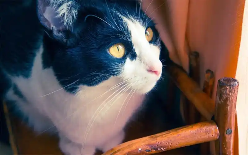 高清动物图片可爱的宽屏大图萌猫电脑桌面壁纸第二辑