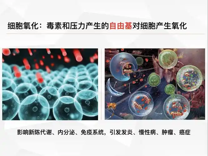 免疫力三大屏障