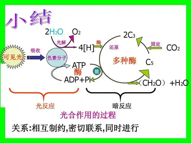 人工光合作用 高考光合作用 大学光合作用 光合作用的过程