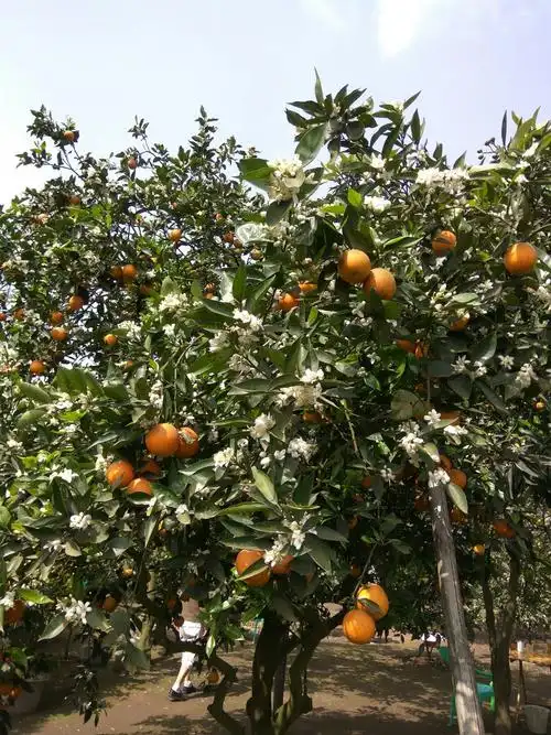 2018年4月7日橙花岛一日游 - 美篇