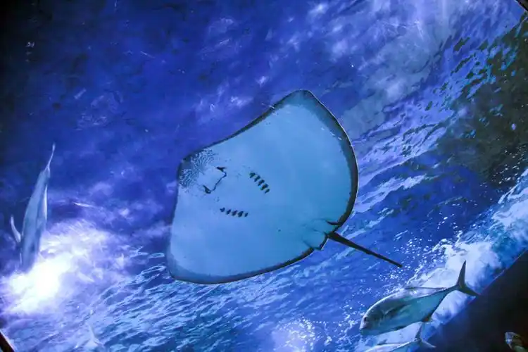 憨态可掬的 魔鬼鱼从你的上方游过