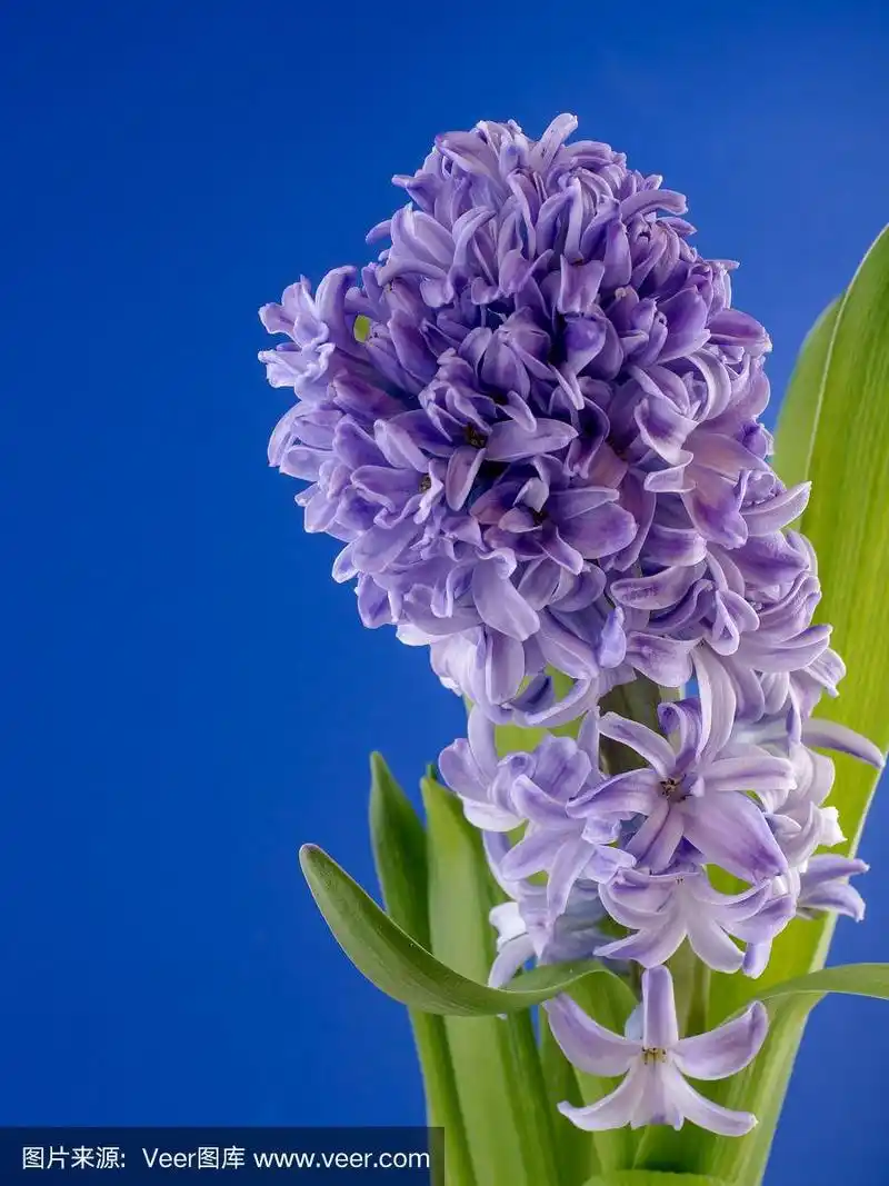蓝色的风信子特写.在蓝色背景上.