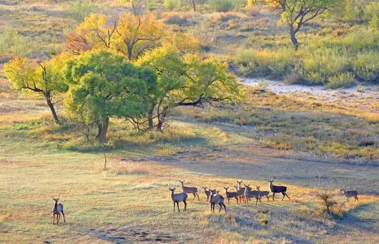 内蒙古克什克腾旗大黑山的梅花鹿,马鹿.