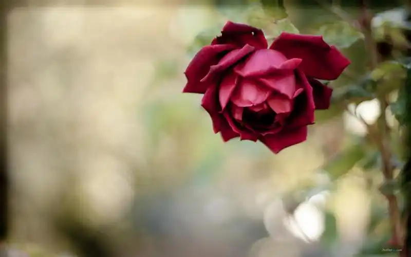 七夕情人节浪漫甜蜜唯美红玫瑰高清特写桌面壁纸(二)