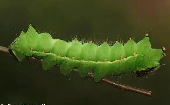 邂逅长尾水青蛾