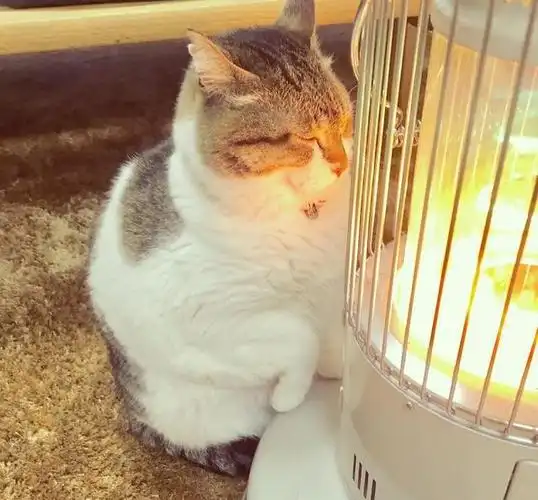 猫咪太可爱了!因为温度太低,导致这只"冻成猫"成为网红