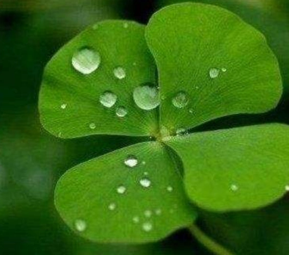 测试:选择一个你最喜欢的幸运四叶草,测你最近会有什么好运?