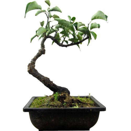 原生梅花盆景老桩苗垂枝宫粉朱砂龙游阳台庭院耐寒带花苞一物一拍