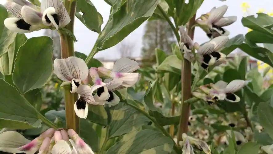 老家苏家尖 - 美篇