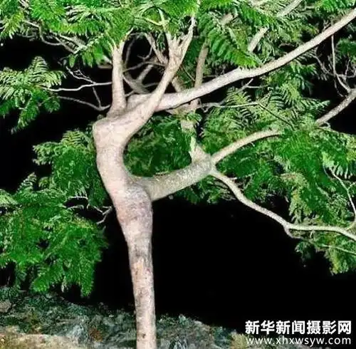 各种奇形怪树28