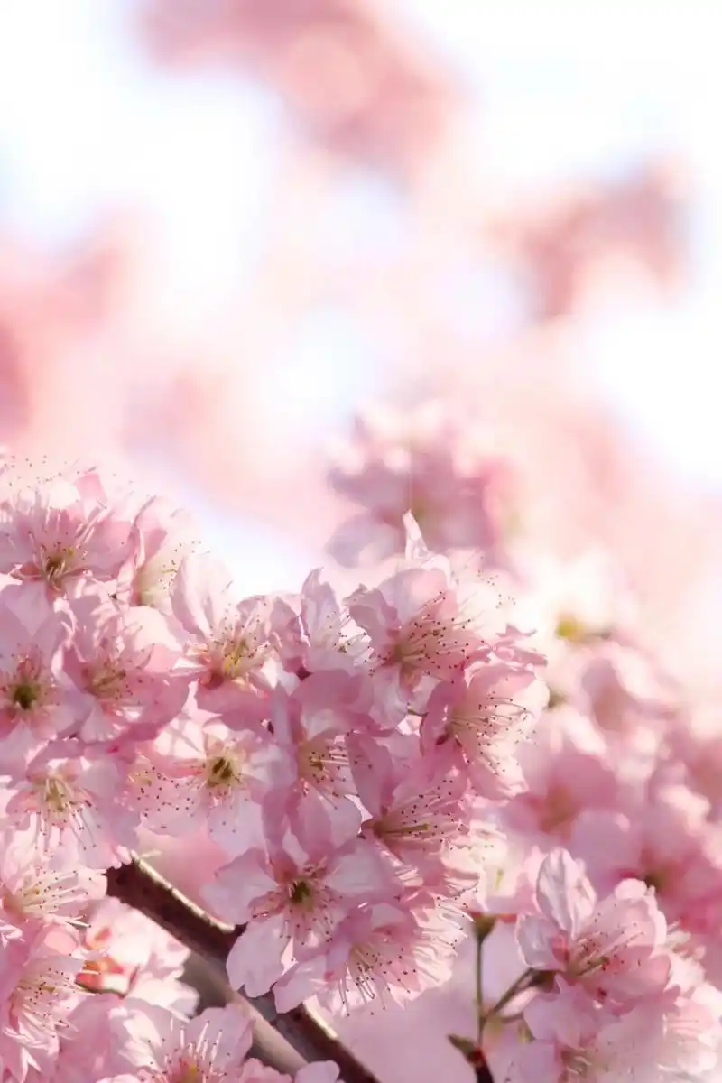 山樱烂漫,珞珈春暖,来年三月,樱花树下,愿我们欣然再会(武汉大学樱花