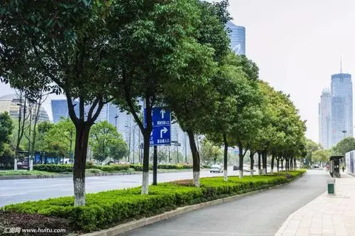 行道树的树种选择