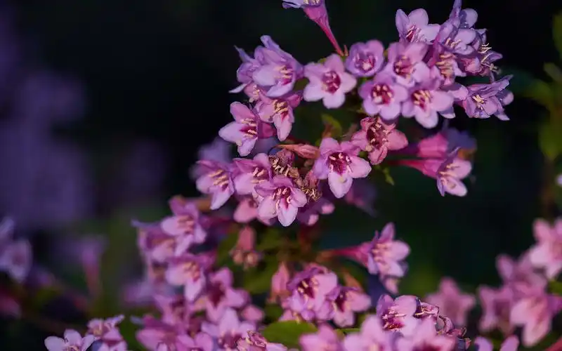 小清新粉色系植物花卉高清桌面壁纸