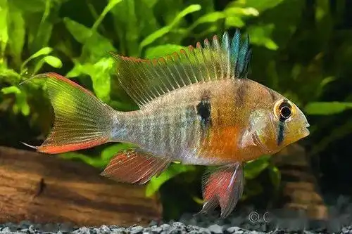 每天认识一种南美鱼88玻利维亚凤凰