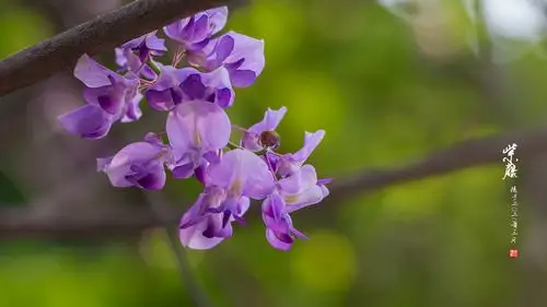 又一年紫藤花开,婉约的紫藤弥漫长廊,蜿蜒层叠,幻化成淡紫色的阴凉.