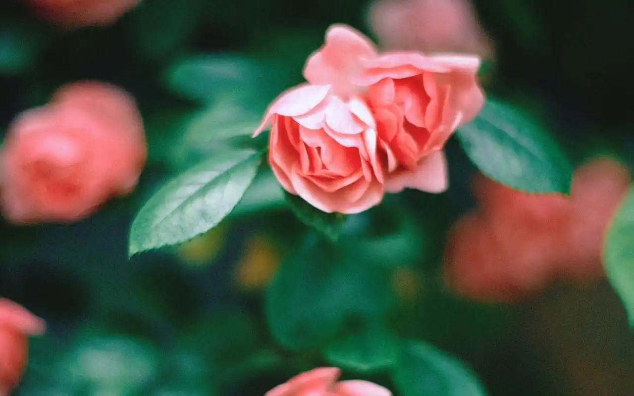 治愈系唯美花卉植物高清桌面壁纸图片