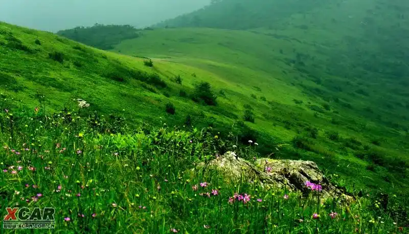 零距离接触----秦岭梁高山草甸