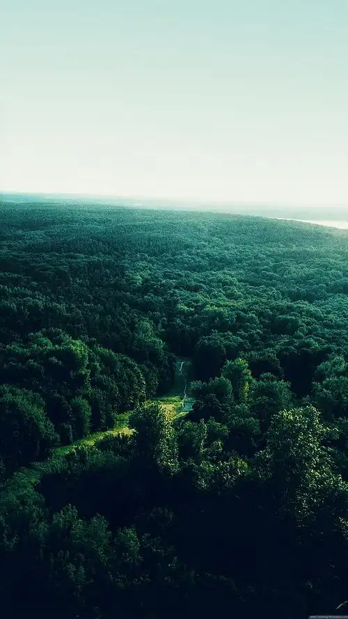 三星手机壁纸1440x2560samsunggalaxys7绿色丛林森林