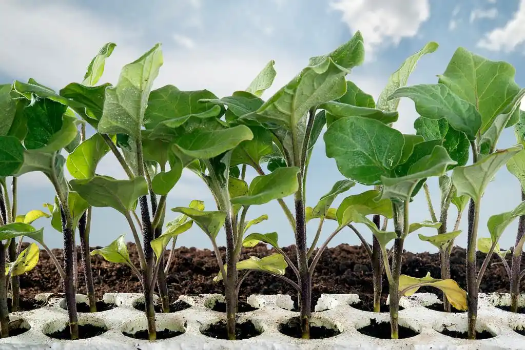 茄子如何育苗,何时育苗? - 2020年最新商品信息聚合专区 - 百度爱采购