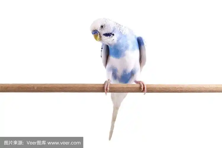 白蓝相间的虎皮鹦鹉