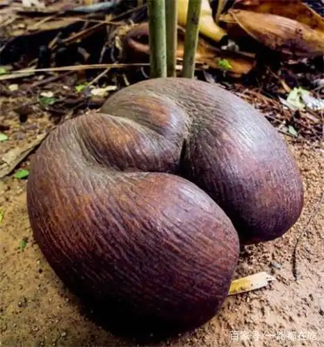 世界上"最丑"的3种水果,口味奇特,外观诡异,都吃过勇气可嘉