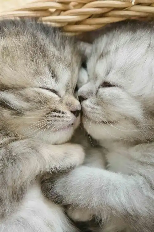 两只小猫睡觉 iphone 壁纸