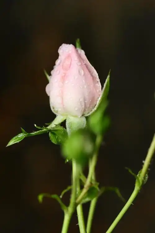 含苞待放的玫瑰.