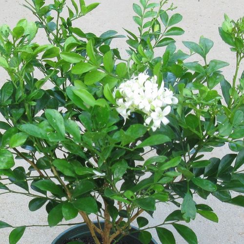 室内外绿植盆栽七里香九里香大苗绿叶花开开花香气花卉