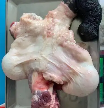 新鲜驴鞭想要的赶紧下单了