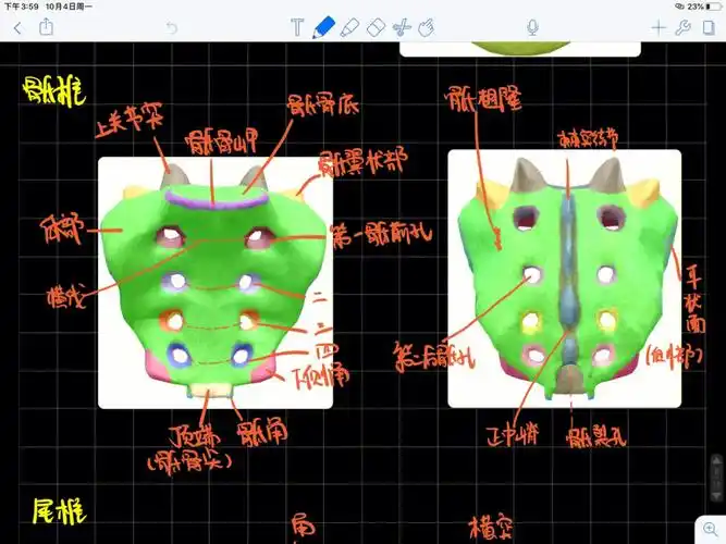 骶骨上也有很多的穴位,如骶管裂孔上的上中次下髎穴,时不时按揉对身体