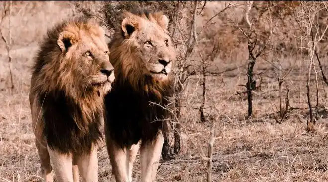 坏男孩联盟狮王之王恩格拉拉里克|雄狮|雌狮_网易订阅