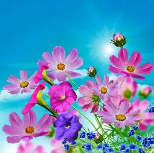 在蓝天白云的背景上的波斯菊花海照片