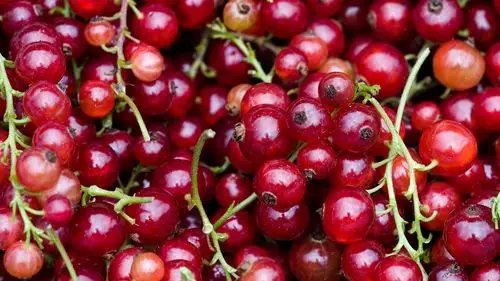 许多红醋栗,水果 壁纸 - 1920x1080 全高清