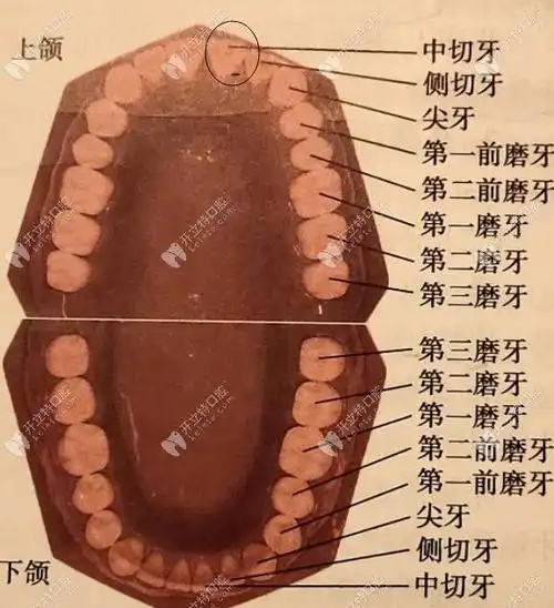 中切牙位置图
