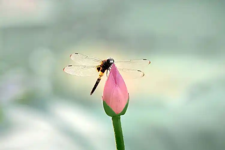 夏季里池塘中美丽漂亮的荷花与蜻蜓_高清图片_全景视觉